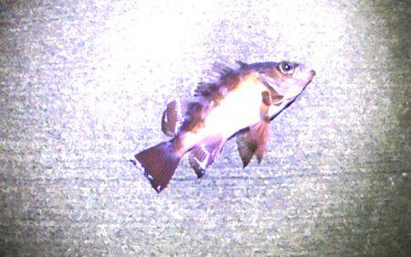 焼津港メバル釣り　おまけでタコも